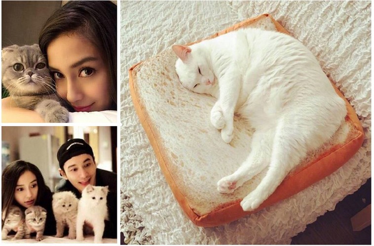 吐司坐垫 微博同款猫咪吐司面包切片坐垫 宠物垫子土司毛绒抱枕