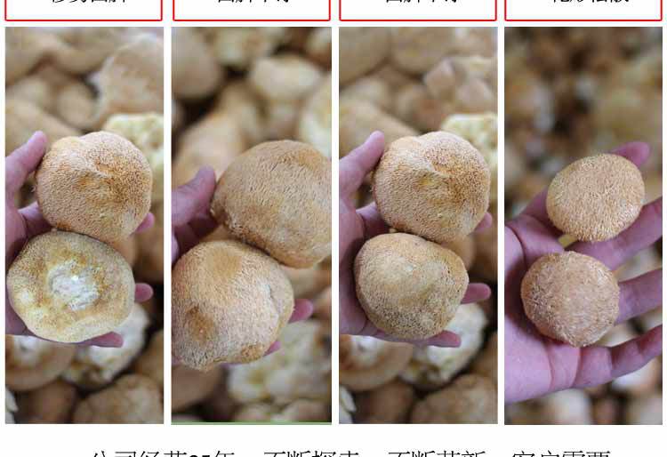 猴头菇-详情图al_05