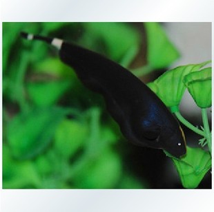 ��ħ�� ħ�����~ ���� ��ëX �ⱳ��� ��� �Ꭷ�~ 30�l8Ԫ/�l