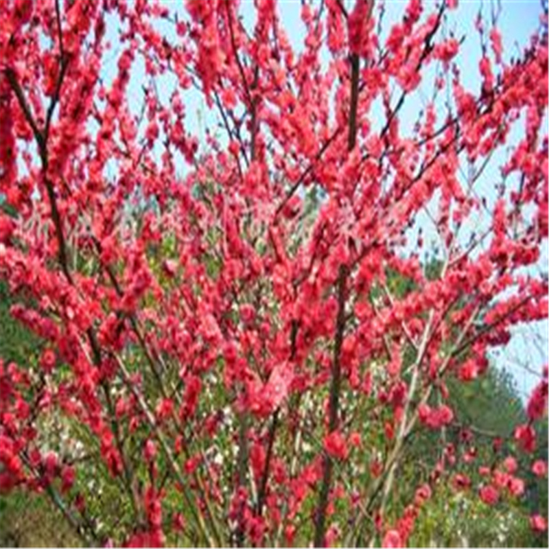 u=2449071555,2991769180&fm