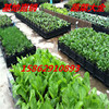 Vegetable Seed 2 Green Pepper Tomato Radish Small Artemisia Artemisia Prefecture