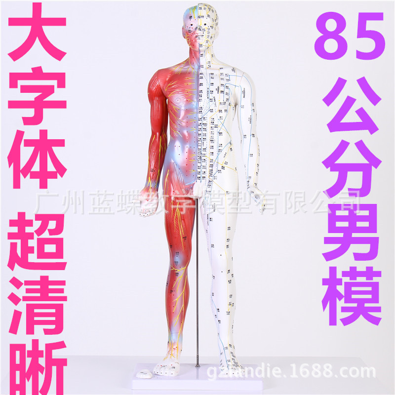 针灸人体模型带解剖人体针灸穴位模型中医经络穴位模型85cm高 阿里巴巴