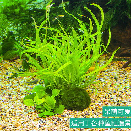 Green algae balls wholesale 3-4cm ornamental real aquatic plants live fish tank aquarium landscaping decoration small seaweed balls