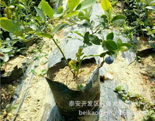 蓝莓树苗盆栽蓝梅果树苗南方北方品种 5年苗带果发货 庭院果树