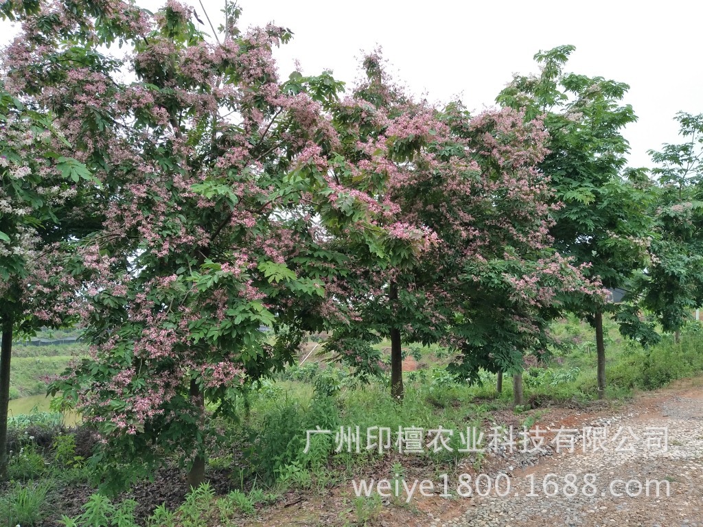 仪花园林用途,仪花,各种花的用途_大山谷图库