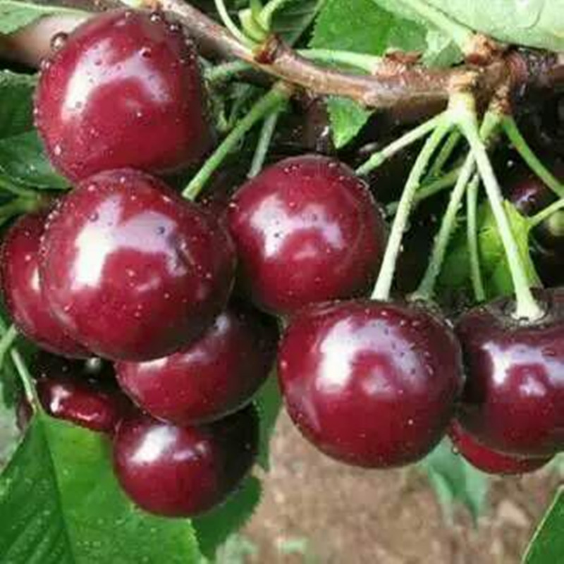 239074759642762408_副本