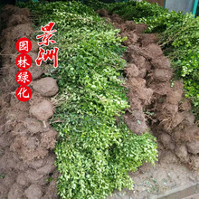 园林种苗瓜子黄杨条 40-50公分高瓜子黄杨价格 基地直销瓜子黄杨