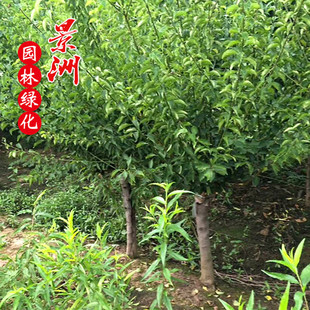 �������u�t÷��  �t÷�r��G������ ÷������ؼ޽Ӽt÷