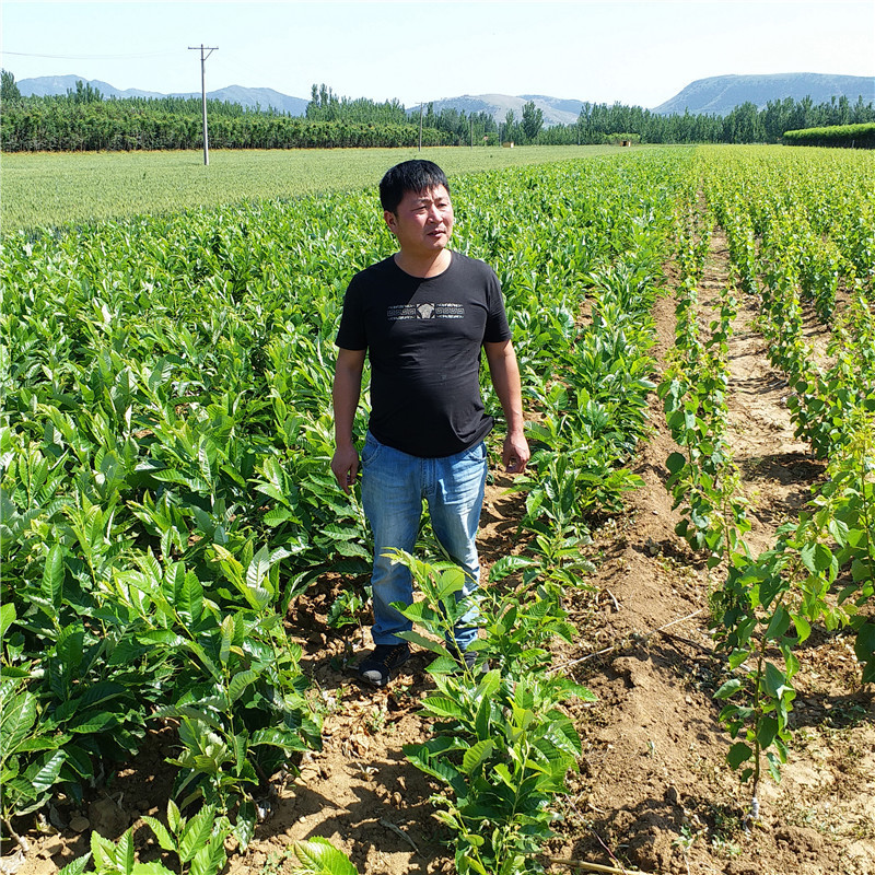 Chestnut seedlings of Mount Tai Early fruit/Big/ Qianxi Chestnut Sapling grafting jojoba Manufactor sale