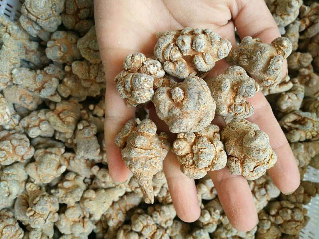 云南三七_云南三七三七粉野生田三七中药材产地批发 - 阿里巴巴