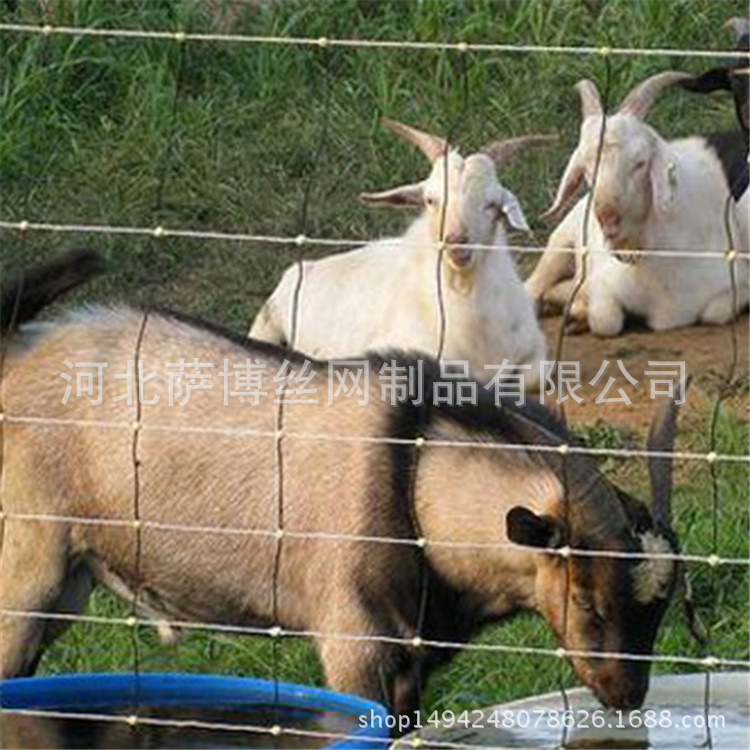 厂家供应养殖用钢丝围网 养殖圈山钢丝网 草原网 牛栏网