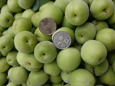 fresh Green Plum Green Plum Zhaoan Red star Green Plum Enzyme Plum Raw material 5 Deliver goods Place of Origin Direct selling