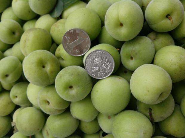 fresh Green Plum Green Plum Zhaoan Red star Green Plum Enzyme Plum Raw material 5 Deliver goods Place of Origin Direct selling