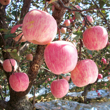 Bán buôn táo Yên Đài trái cây tươi theo mùa 80 # quả một thế hệ Shandong Qixia Red Fuji Trái cây ưa thích