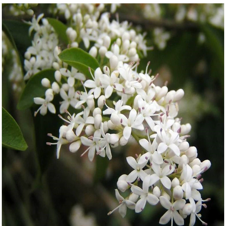 Заводская база Прямые продажи цветов примулы вечерней выживания высокого сорта в комплекте большие выгодные в наличии наложенным путем