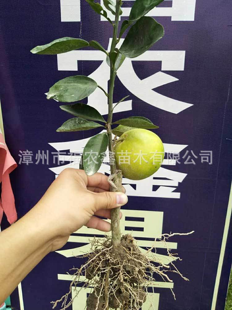 微信图片_20171211162318