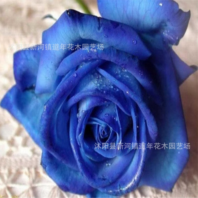 蓝色妖姬玫瑰种子七彩皇后  蓝玫瑰纯种蓝玫瑰情人节彩虹玫瑰种子|ru