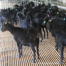 现在黑山羊的市场行情怎么样黑山羊肉出售多少钱一斤