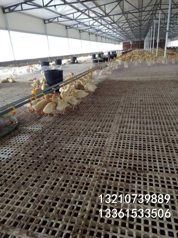 适合养殖鸡、鸭、羊、猪等多规格塑料漏粪板