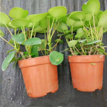 ����ֱ�N110���~����A�~��С���� �҃��^�~ֲ��