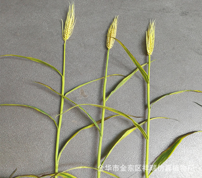 XRB-137单枝小麦1米6叶5