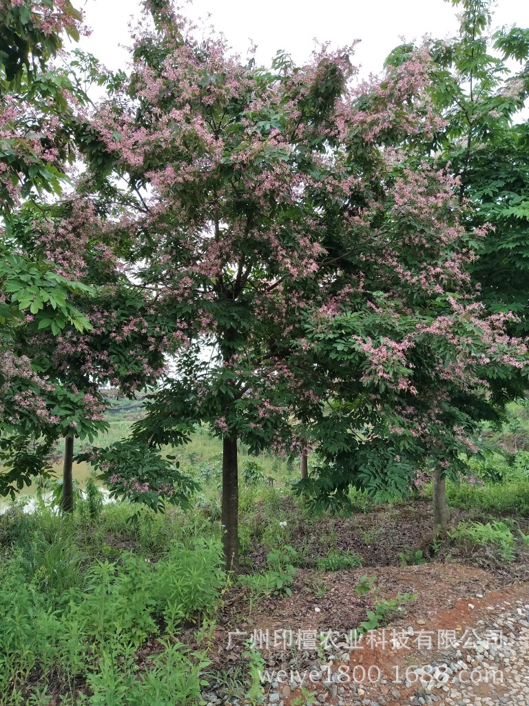 扫条花是什么树,_大山谷图库