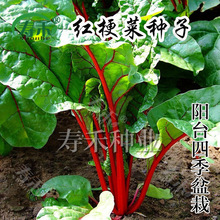 红梗菜种子 马兰头四季盆栽特色耐寒蔬菜青菜 红菠菜 阳台种菜