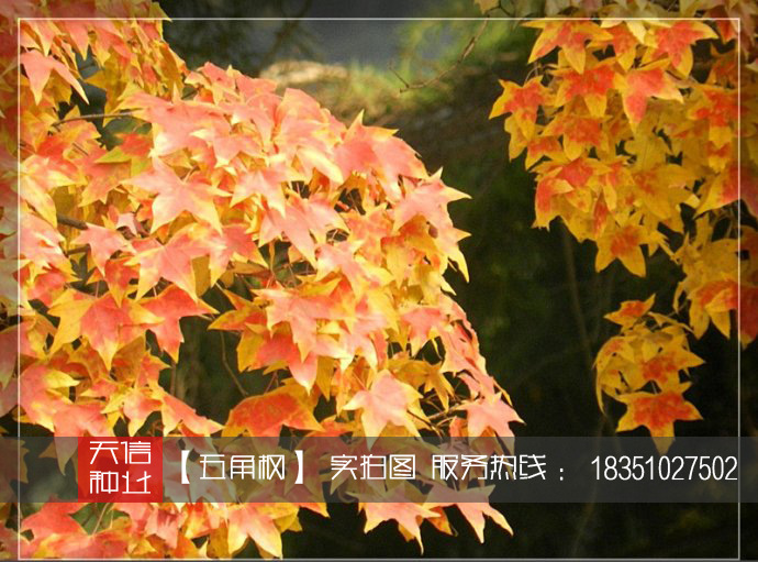 天信種業新采優質林木五角楓五角槭樹種子特價壹斤包郵春秋季播種