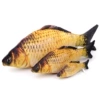 Crucian carp