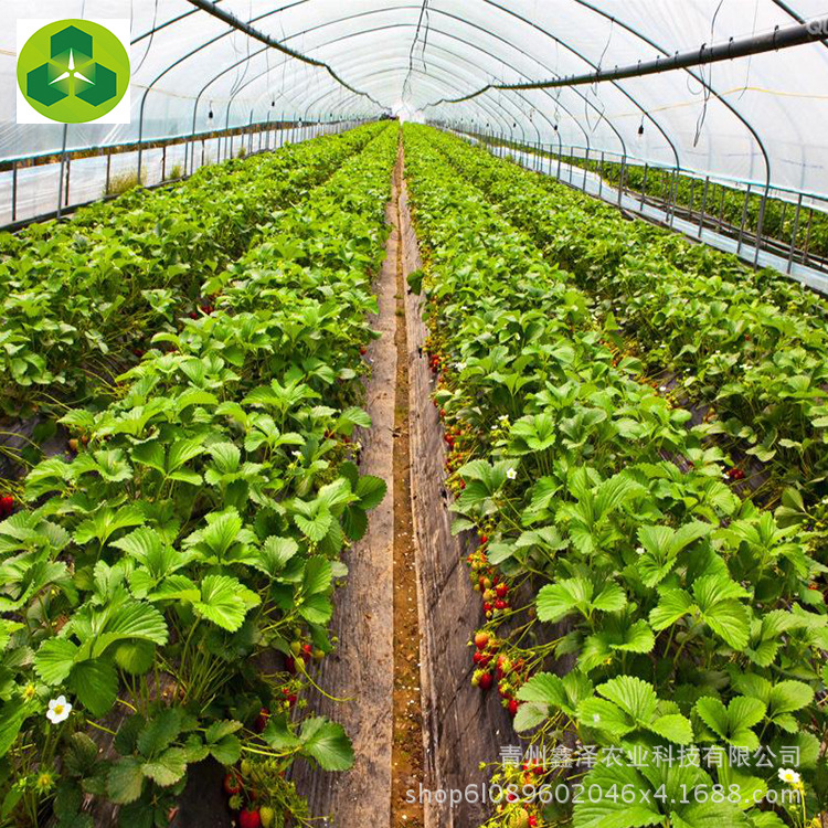 蔬菜养殖镀锌钢管大棚 温室大棚 塑料大棚花卉养殖大棚生产厂家