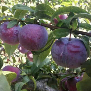 �F�ڬF�u������ �a��    ��t������ ���N�ڲ��������� �r���