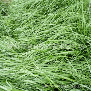 观赏狼尾草路政绿化苗木 狼尾草小苗批发 花海花卉培育基地供应