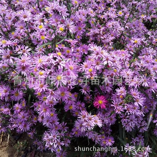 批发供应荷兰菊宿根花卉开花荷兰菊