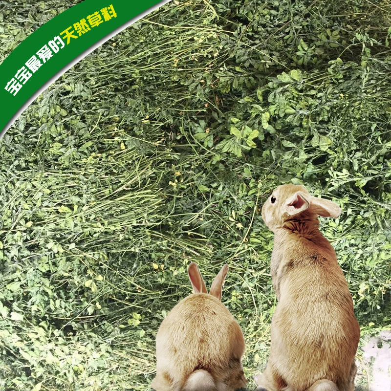 Люцерна Ранний урожай в наличии Люцерна Тоторо Кролик Голландская Свинья Домашняя Трава