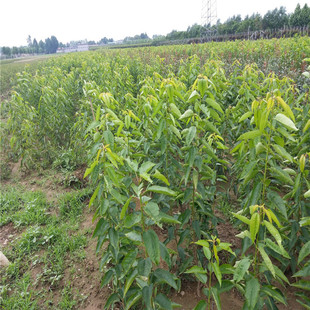 ����Ҙ��������u ����Ʒ�N����� ���������� ��t�����Ҙ�