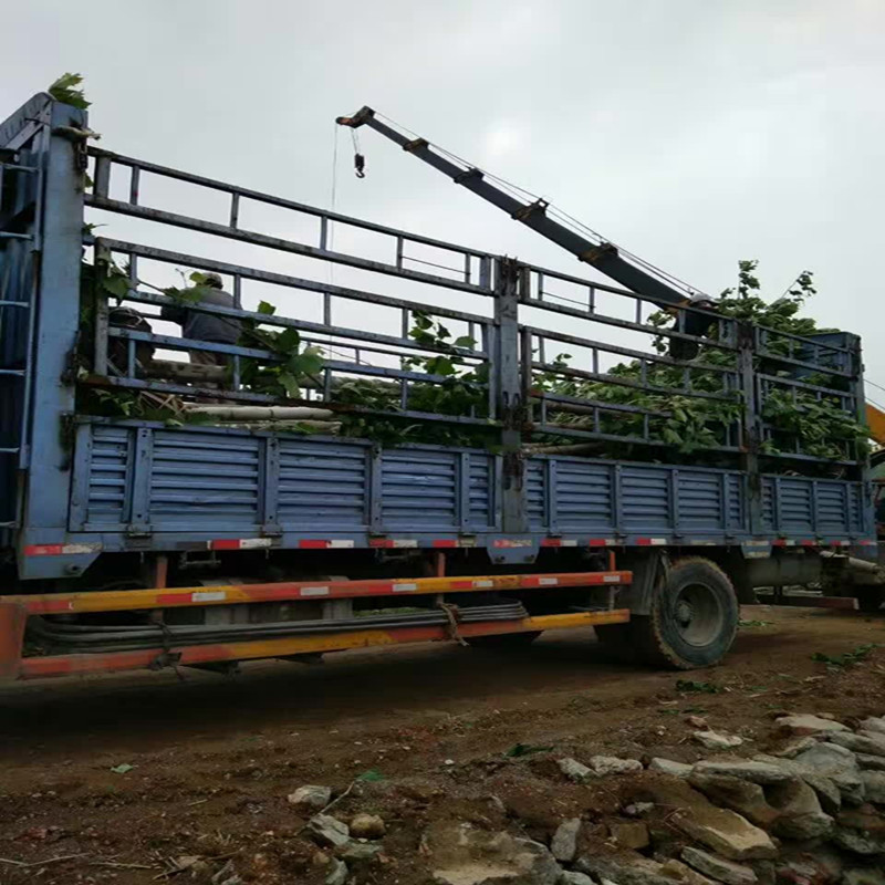 微信图片_20170504163013_副本