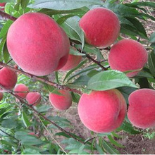 中秋红蜜桃树苗南北方种植桃树苗早熟 晚熟 品种全高产量桃树苗