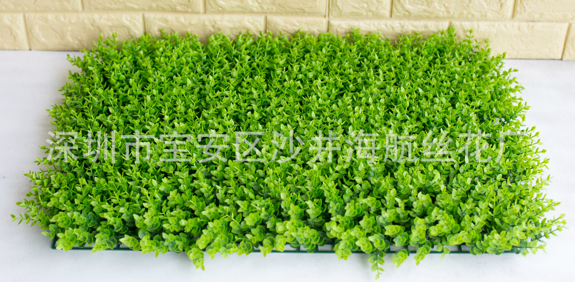 小尤加利草草坪