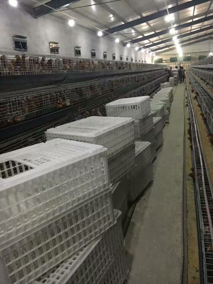养殖厂专用周转箱     成鸡运输笼  成鸡周转筐