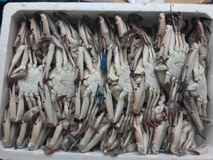 Чжушанский морской морской морской крабов крабов замороженные замороженные замороженные крабы