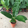 [Base direct batch] Observation plant 90#Green leaf gold diamond ornamental small pot planting purification air to resist
