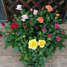 玫瑰花苗大花月季绿植物盆栽室内外桌面蔷薇微型月季花卉阳台盆栽