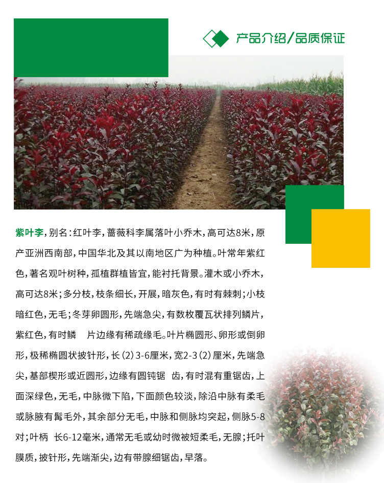 红叶李紫叶李_02