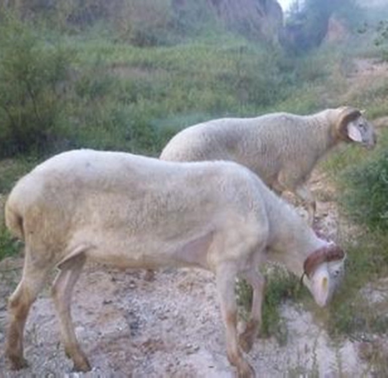 甘肃小尾寒羊,小尾寒羊断尾,小尾寒羊(第8页)_大山谷图库