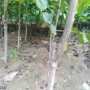 新疆基地嫁接纸皮核桃苗