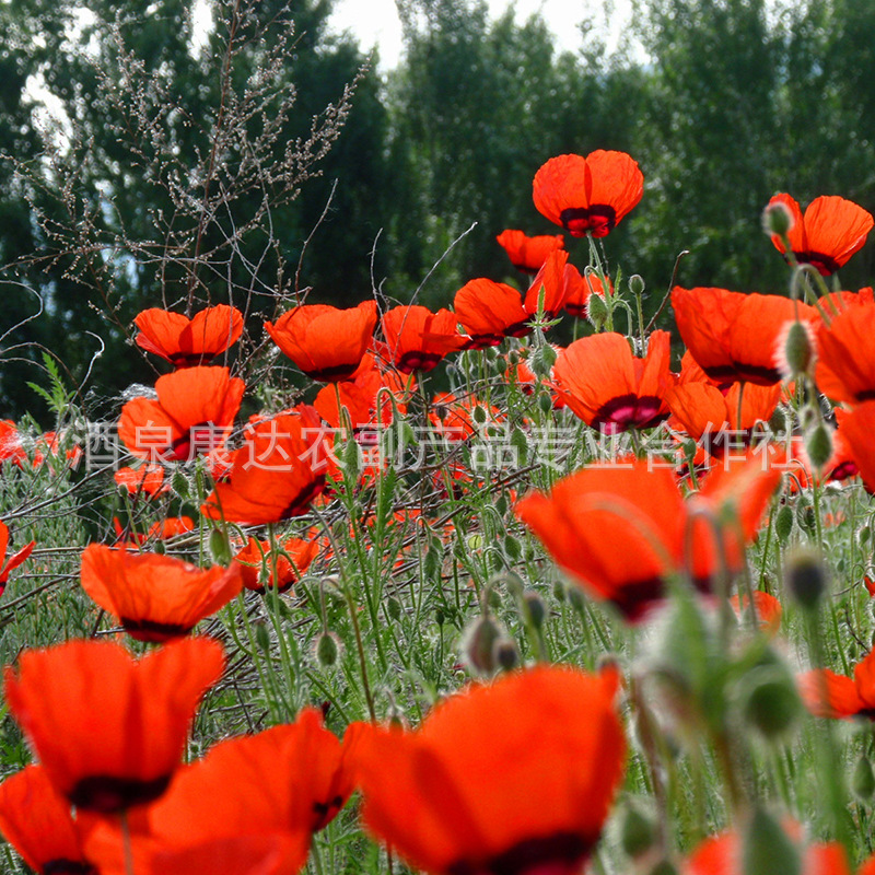 14185087_14185087_134881045331