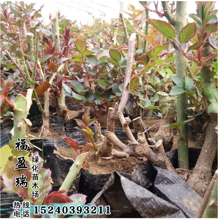 礼花月季_供应月季花 节日礼花月季 藤本植物