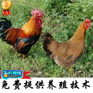 Qingyuan Ma Xiaoli Miao Poultry размножение оптовые производители напрямую