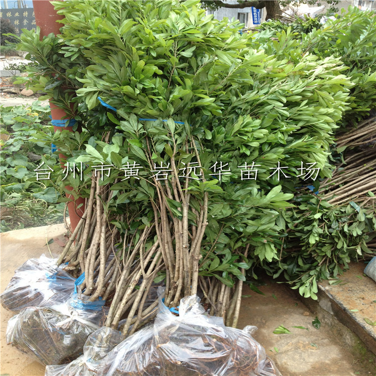 基地1-10年苗盆栽地栽庭院南方北方种植果树苗台州东魁杨梅苗