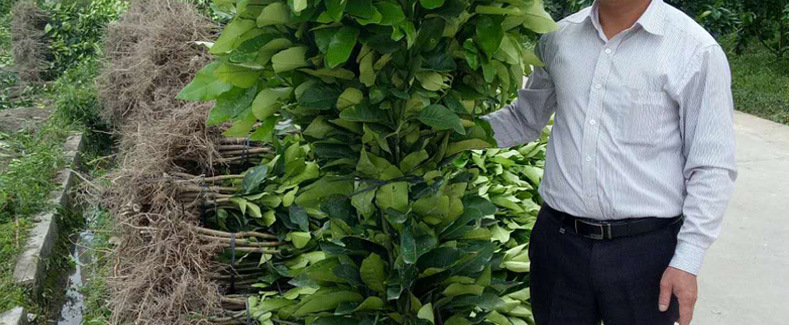 果树苗木_基地果树苗木批发 三红柚子苗 蜜柚